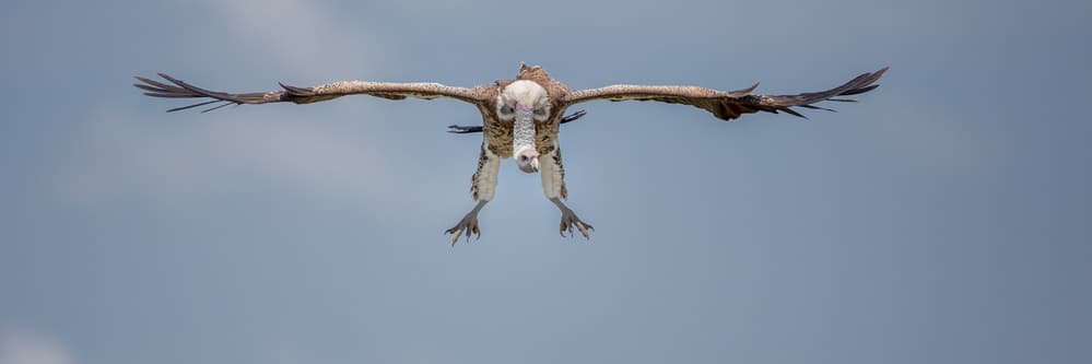 Vulture In Midair Descent by Peter Hudson — canvas wall art