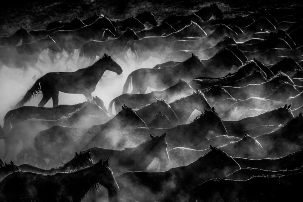 Wild Horse Stampede by Ummu Nisan Kandilcioglu — canvas wall art