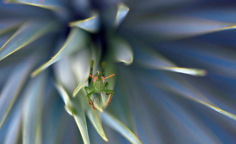 Tiny Grasshopper on Blue Plant by Thierry Dufour — canvas wall art