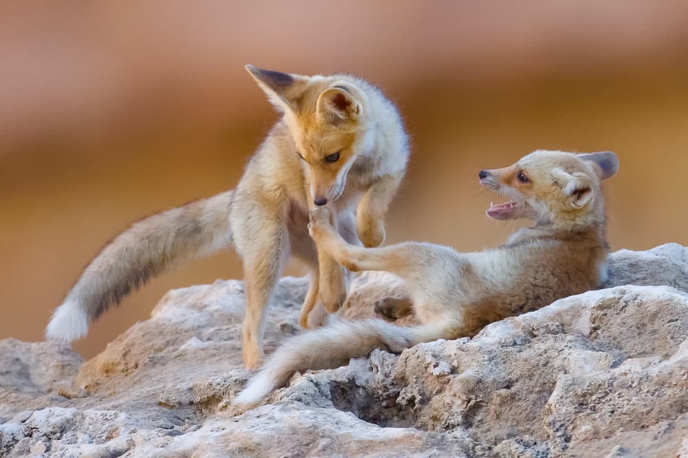 Playful Fennec Fox Pups by David Manusevich — canvas wall art