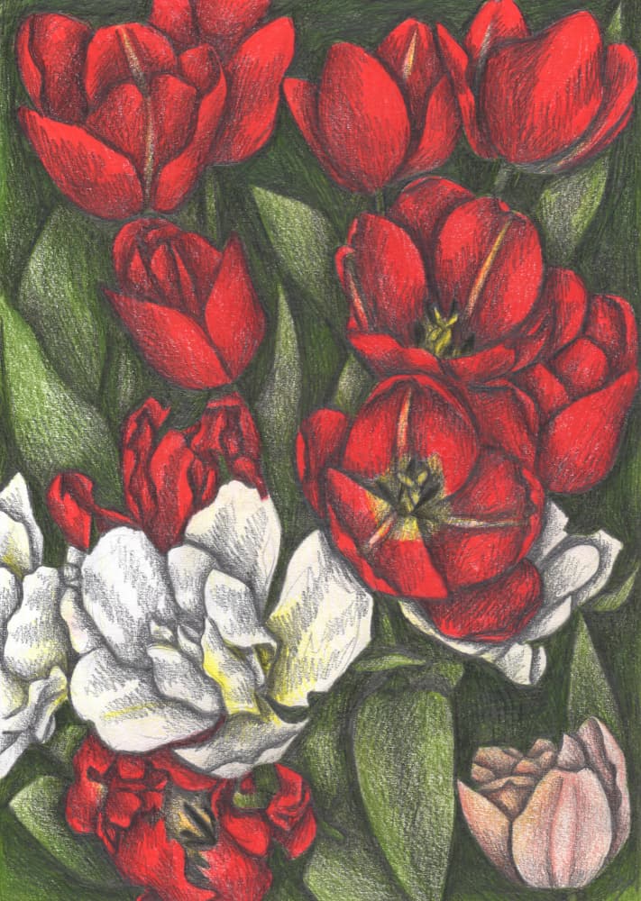 Colorful Garden Tulips by Cecilia Battaini — canvas wall art