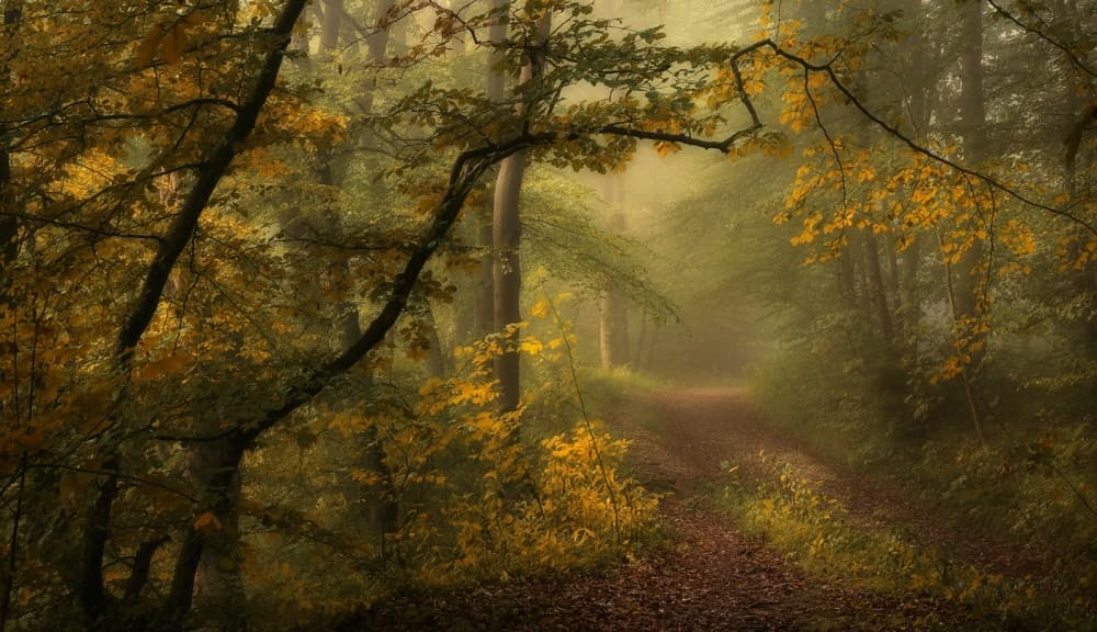 Misty Autumn Path by Norbert Maier — canvas wall art