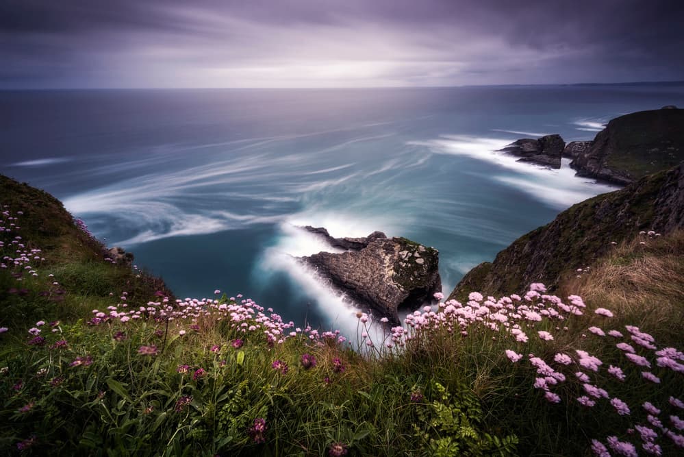 Pink Flowers Ocean View by Jorge Ruiz Dueso — canvas wall art