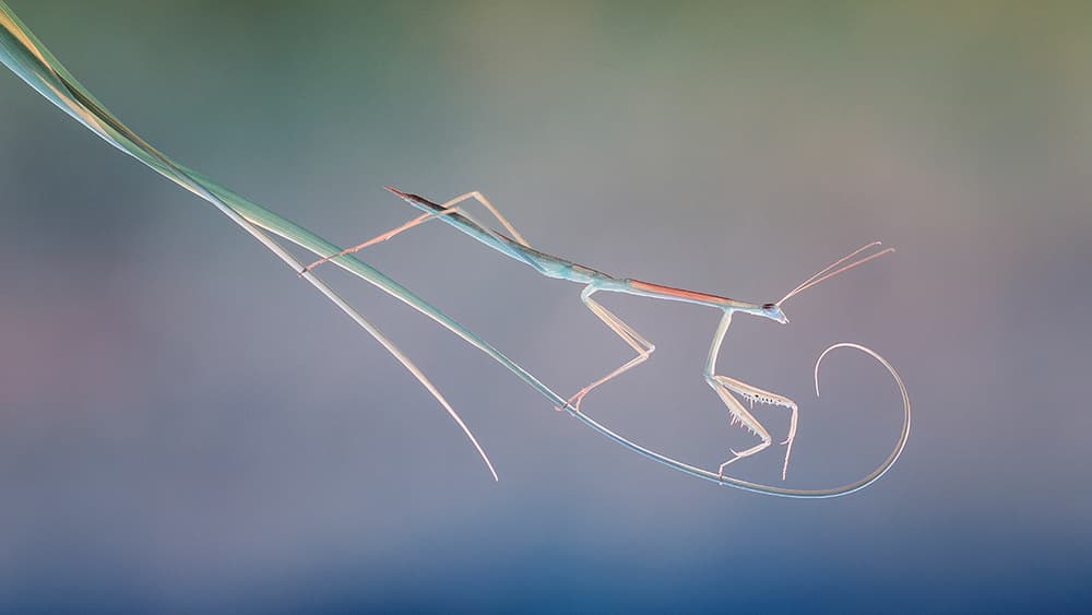 Graceful Mantis Perch by Hendy Mp — canvas wall art