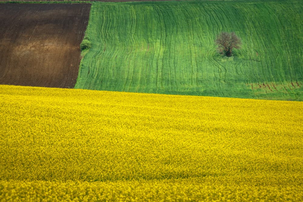 Vibrant Spring Fields Tree by Ramiz Sahin — canvas wall art