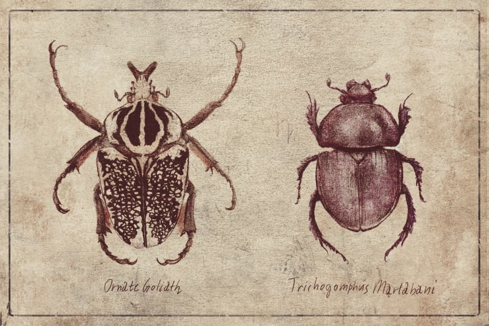Insect Specimens by Mike Koubou — canvas wall art