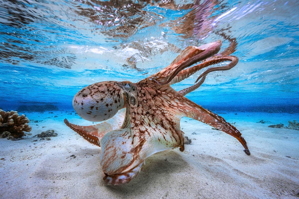 Vibrant Underwater Octopus by Barathieu Gabriel — canvas wall art