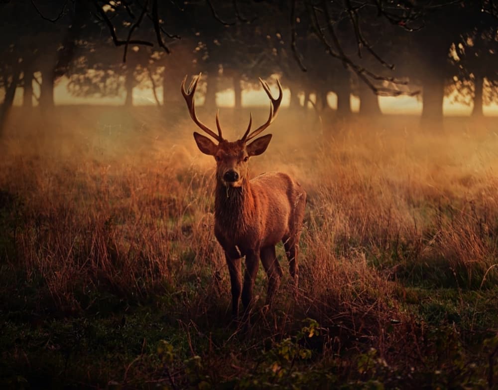 Golden Hour Stag by Robert Fabrowski — canvas wall art