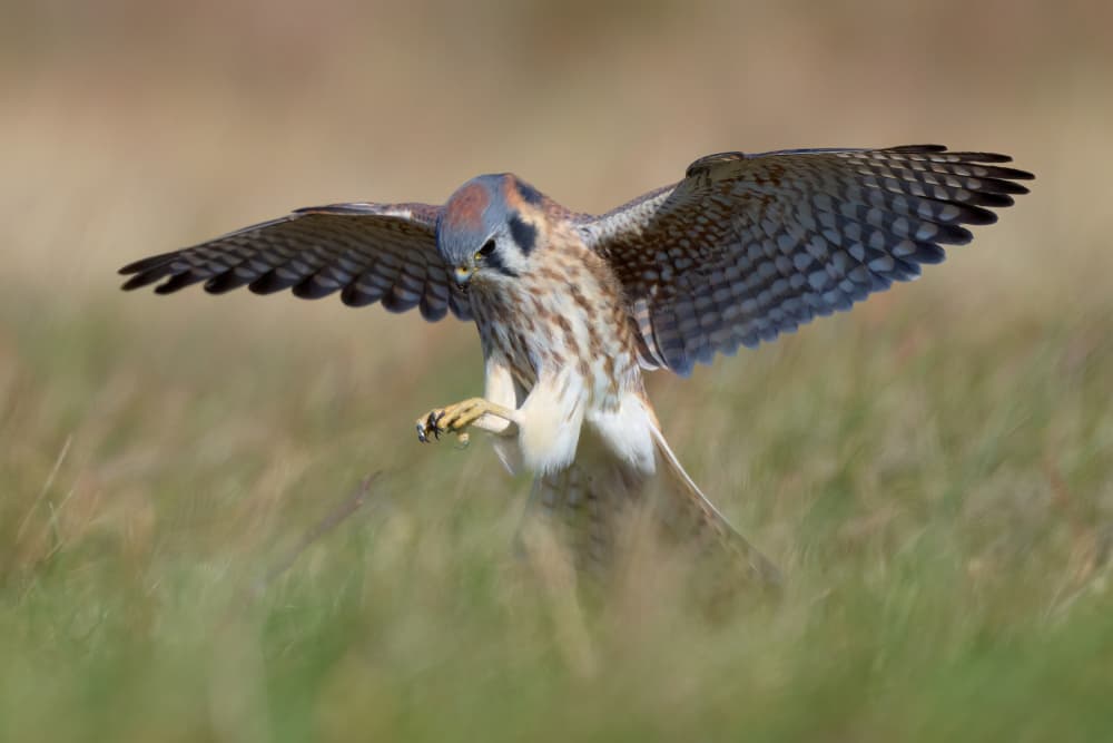 American Kestrel Landing by Johnny Chen — canvas wall art