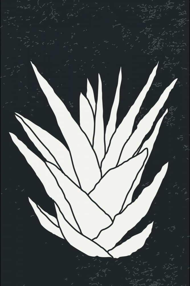 Minimalist Agave Plant by jay stanley — canvas wall art