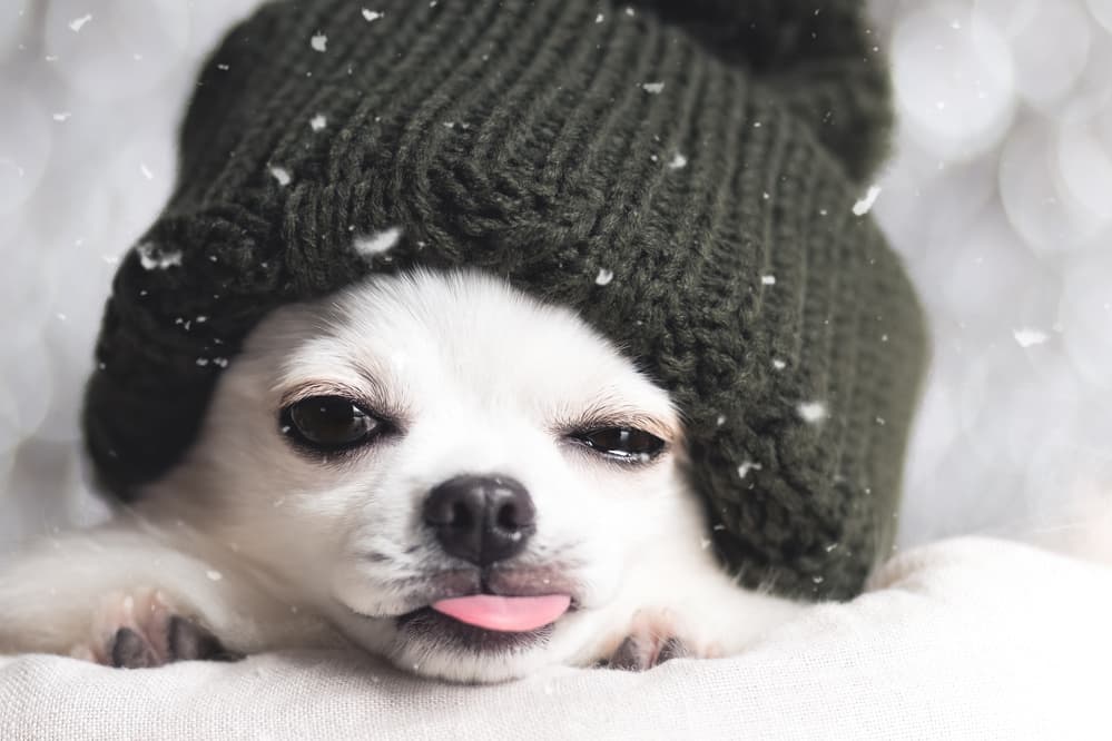 Cute Dog Winter Hat by Lienjp — canvas wall art