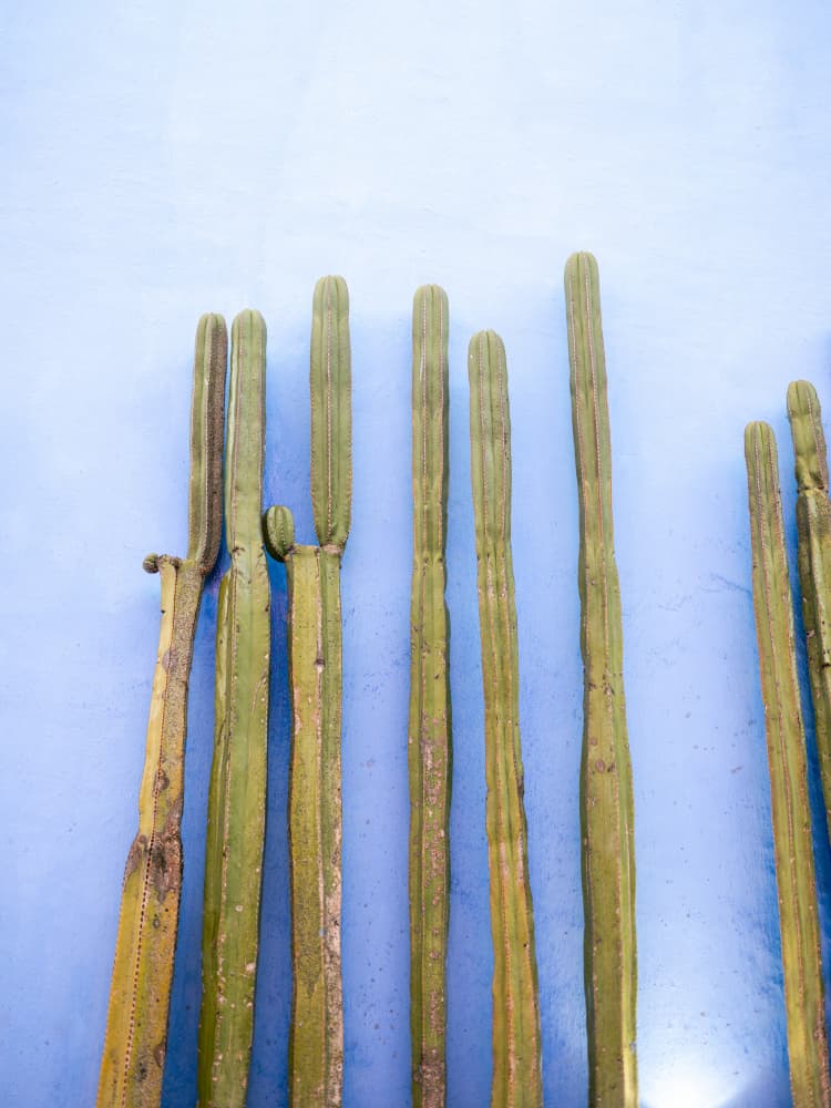 Tall Cacti on Blue | Oaxaca Mexico Travel by Raisa Zwart — canvas wall art