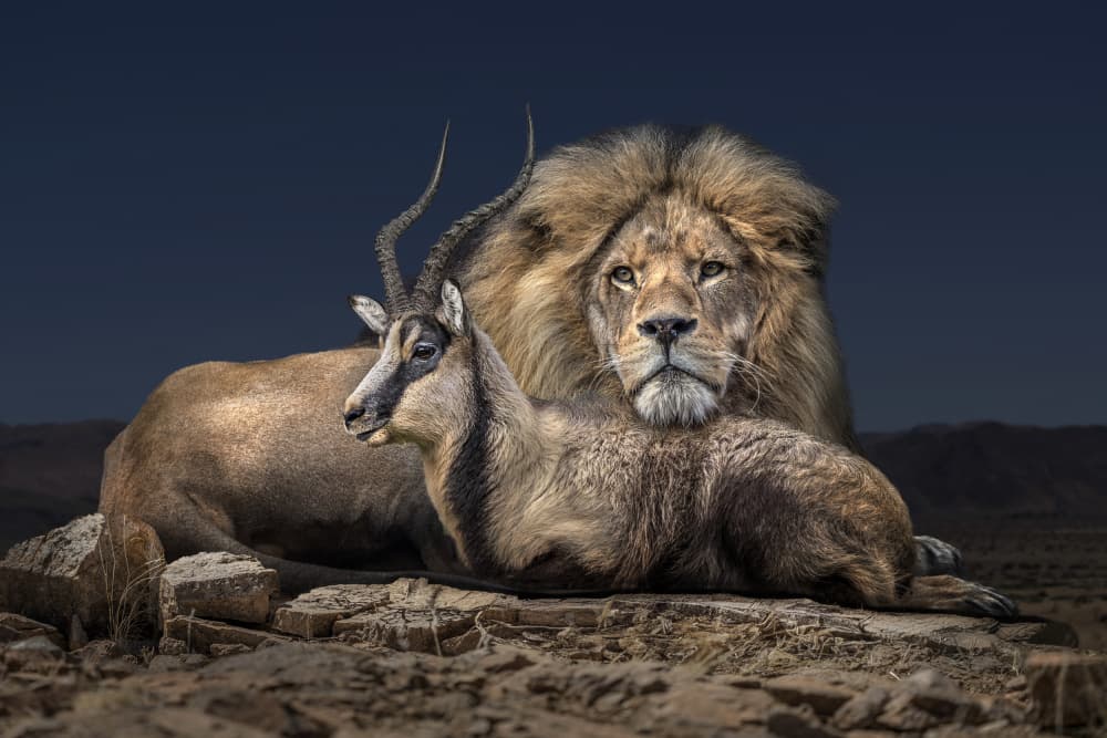 Lion And Oryx Serenity by Marcel Egger — canvas wall art