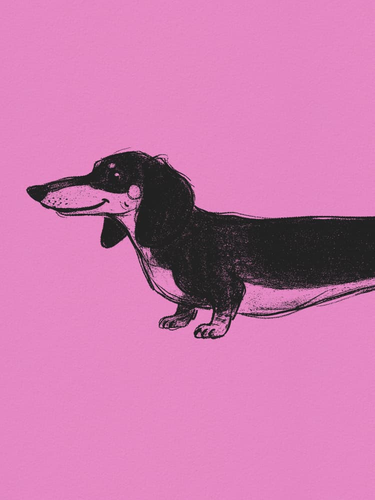 Smiling Black Dachshund by Andreas Magnusson — canvas wall art