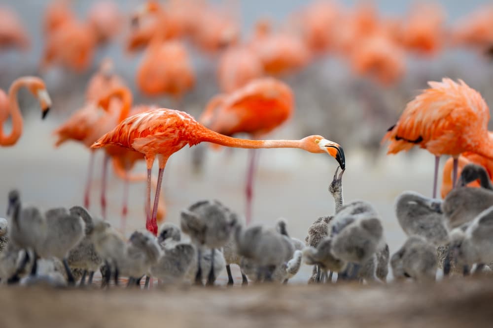 Tender Flamingo Feeding by Jun Zuo — canvas wall art