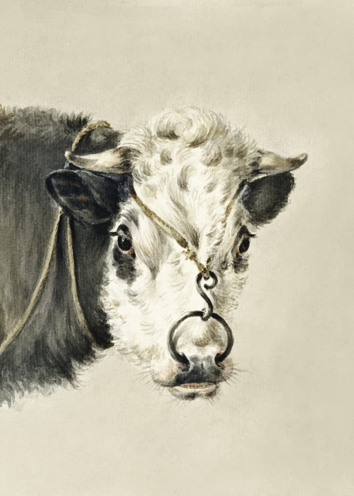 Head of a Cow, With a Ring Through the Nose (1820)