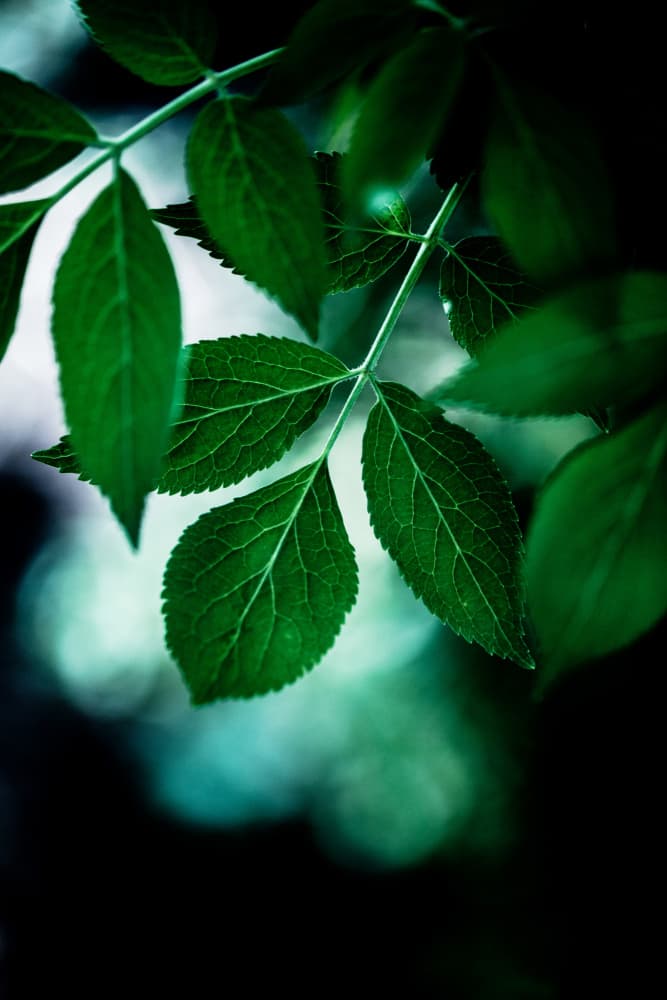 Dark Leaves 14 by Mareike Böhmer — canvas wall art