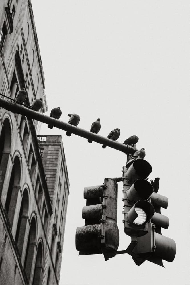 New York City Doves by Rikard Martin — canvas wall art