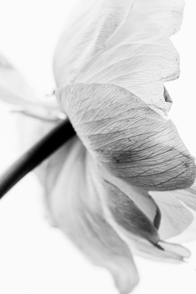 Monochrome Petal Grace by Magda Izzard — canvas wall art