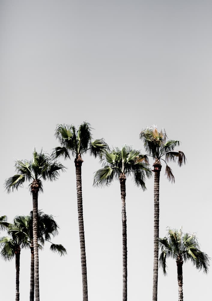 Palm Trees 5 by Mareike Böhmer — canvas wall art