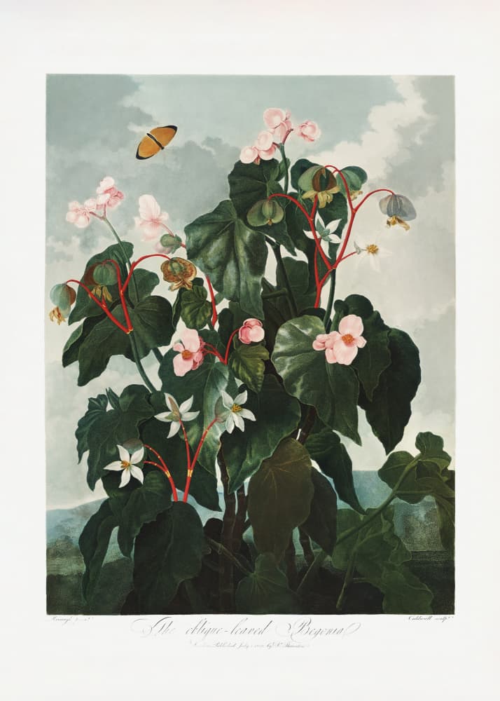 The Oblique–Leaved Begonia from The Temple of Flora (1807) by Robert John Thornton — canvas wall art