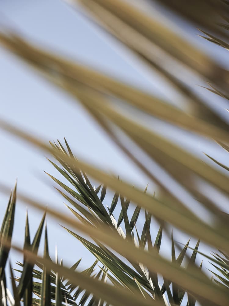 Whispering Palms by Shot by Clint — canvas wall art