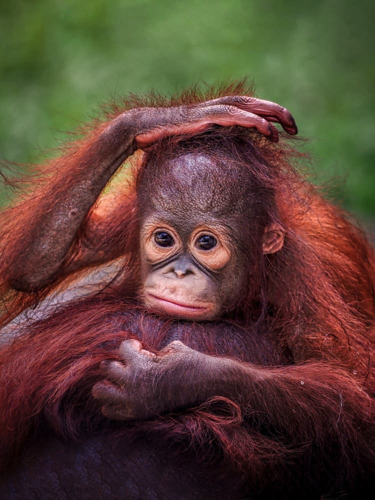 Curious Baby Orangutan by Prabu Dennaga — canvas wall art