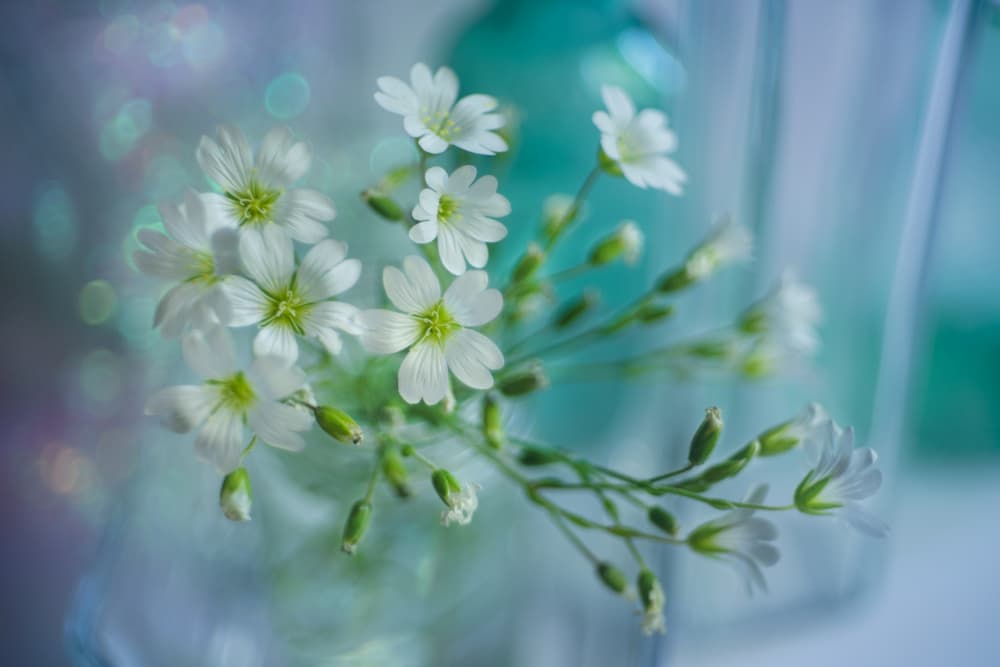 Delicate White Blooms by Shihya Kowatari — canvas wall art
