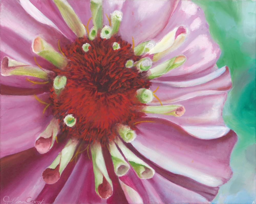 Vibrant Zinnia Bloom by Jillian Claire — canvas wall art