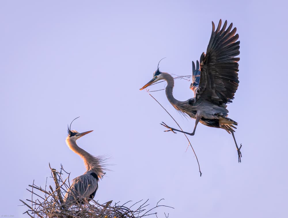 Blue Herons Building Nest by John J. Chen — canvas wall art