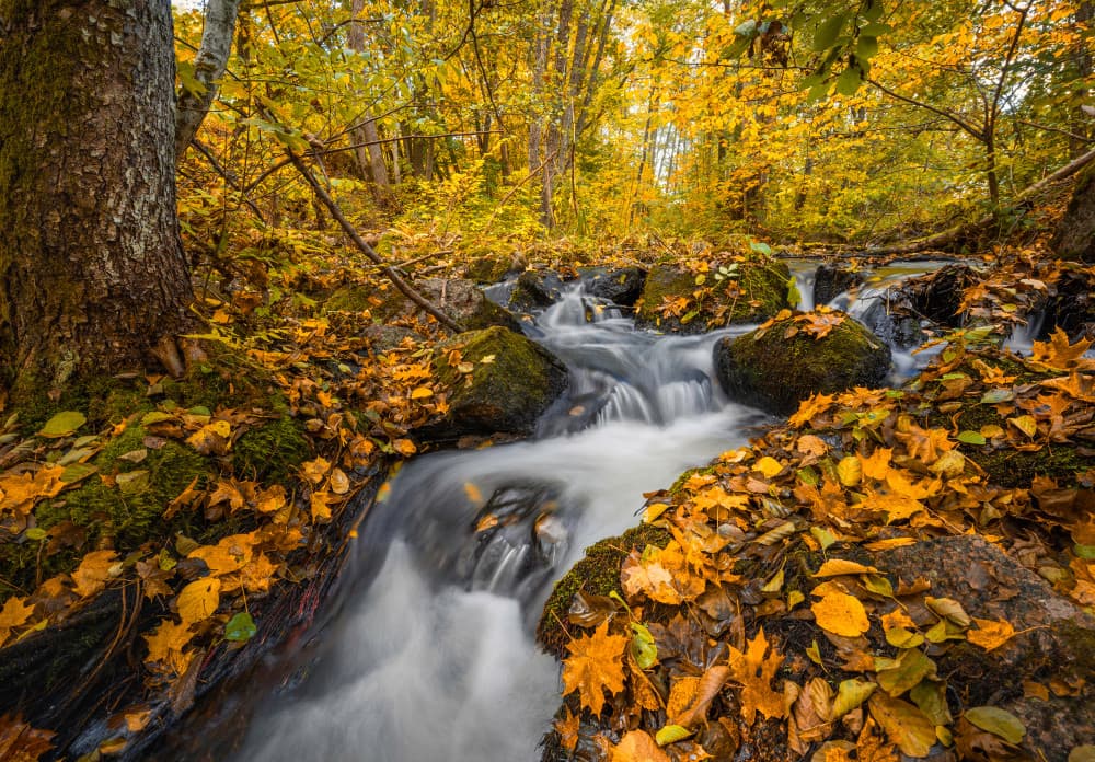 Autumn Forest Stream by Christian Lindsten — canvas wall art