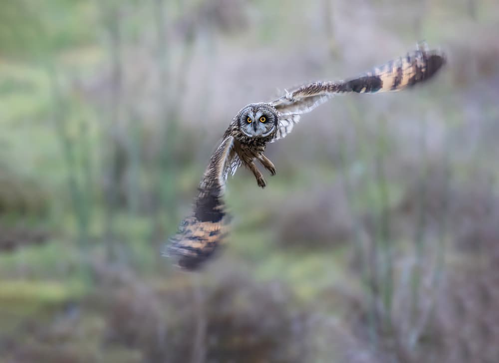 Flying Short-Eared Owl by Taksing (吉星高照) — canvas wall art