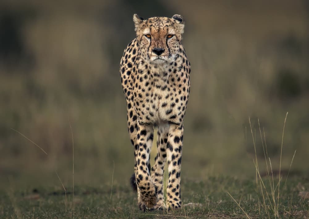 Focused Cheetah Walk by Anita Singh — canvas wall art