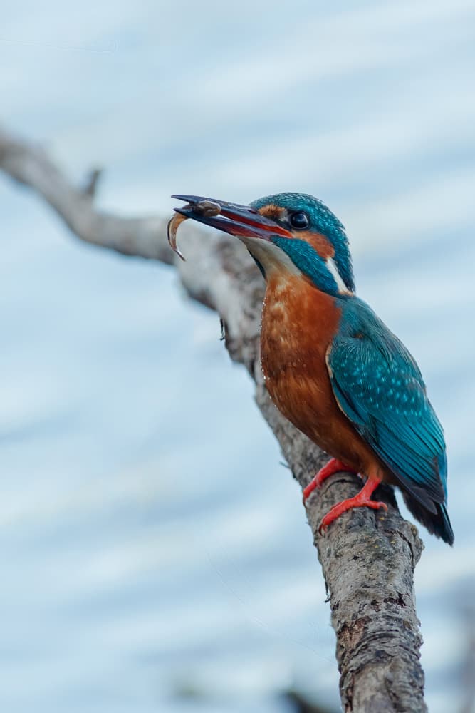 Kingfisher's Fresh Catch by Felice Angelino — canvas wall art