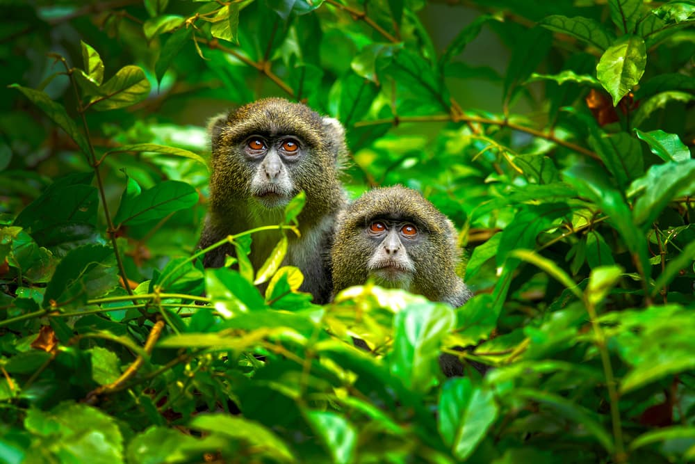 Curious Jungle Monkeys by Milan Zygmunt — canvas wall art