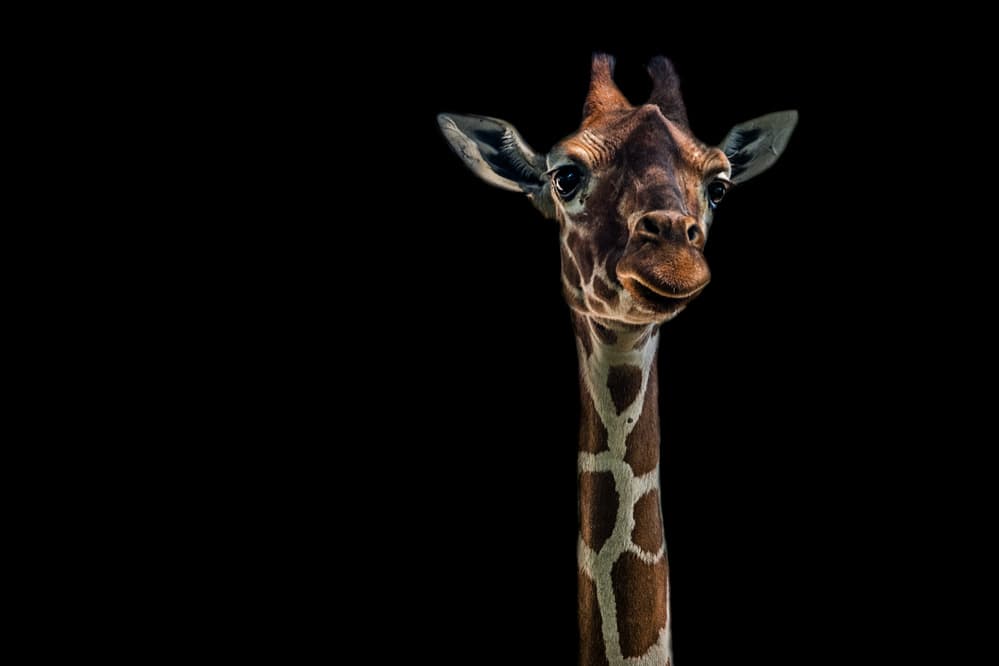 Curious Giraffe Portrait by Branko Markovic — canvas wall art