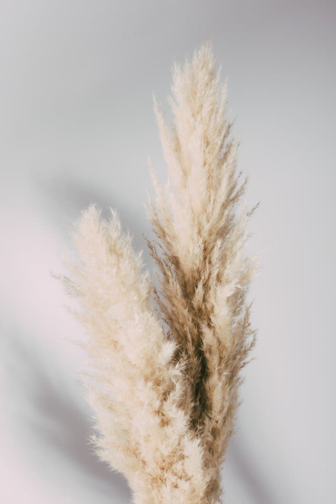Soft Pampas Grass by Pictufy Studio III — canvas wall art