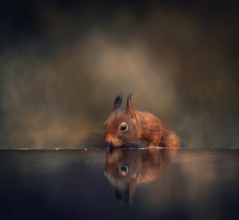Red Squirrel Drinking Water by Gert J ter Horst — canvas wall art