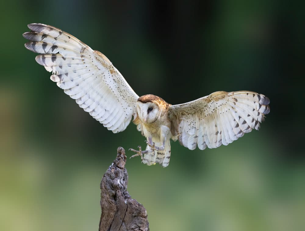 Barn Owl Landing by Bill Lu — canvas wall art