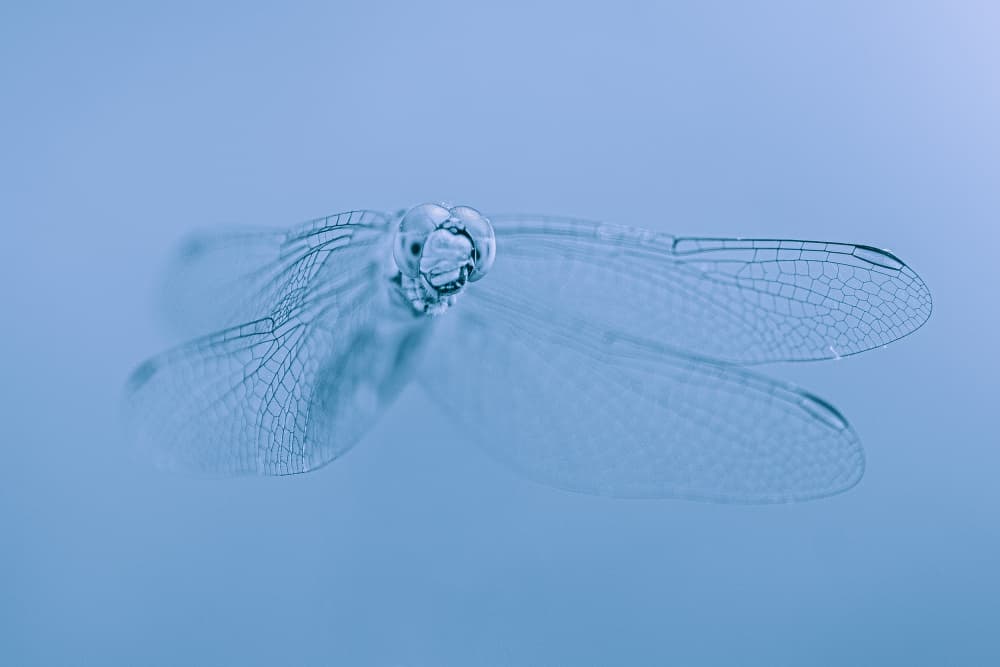 Blue Dragonfly Wings by Simon H — canvas wall art