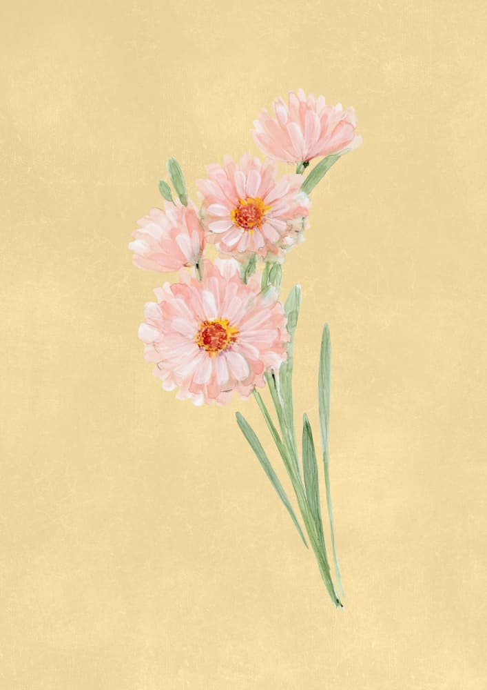 Delicate Pink Daisies by Rosana Laiz Blursbyai — canvas wall art