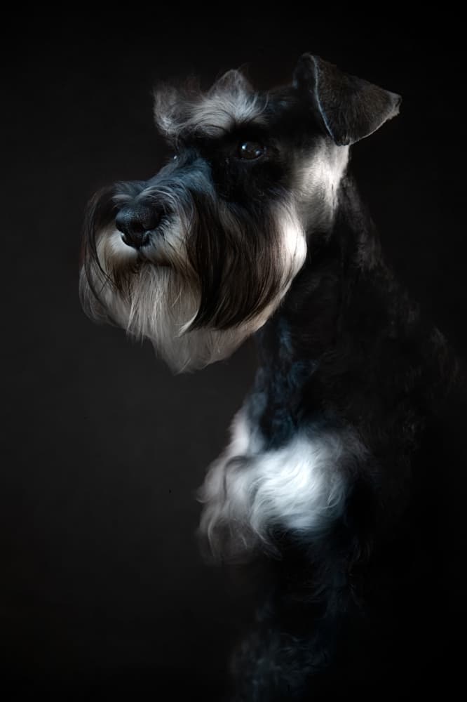 Elegant Schnauzer Portrait by Santiago Pascual Buye — canvas wall art