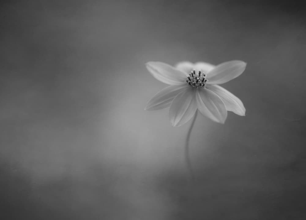 Delicate Bloom by Lotte Grønkjær — canvas wall art