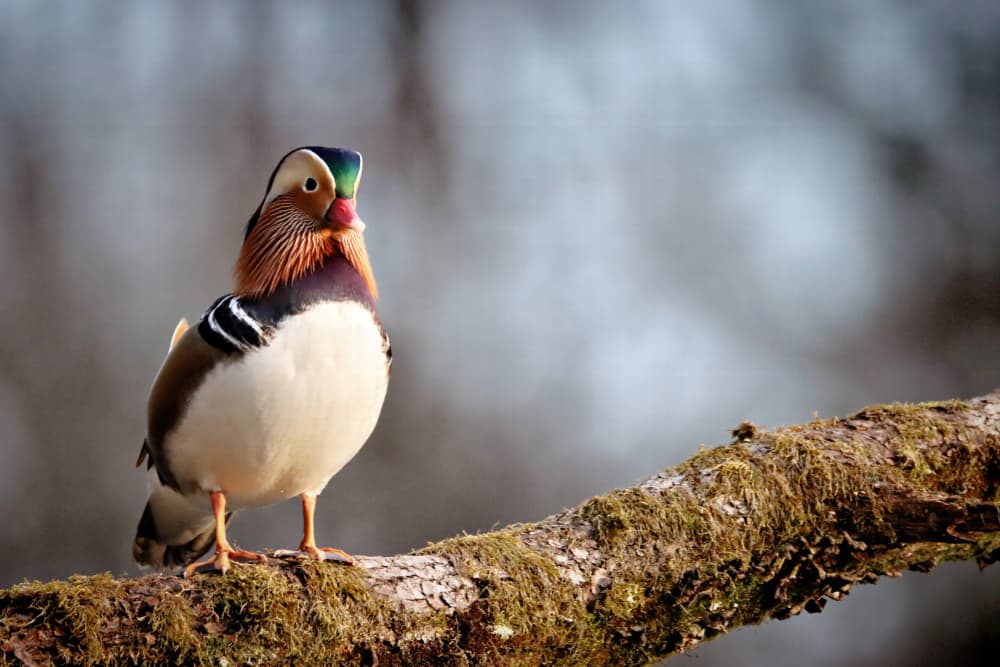 Vibrant Mandarin Duck Perched by Bojan Bencic — canvas wall art
