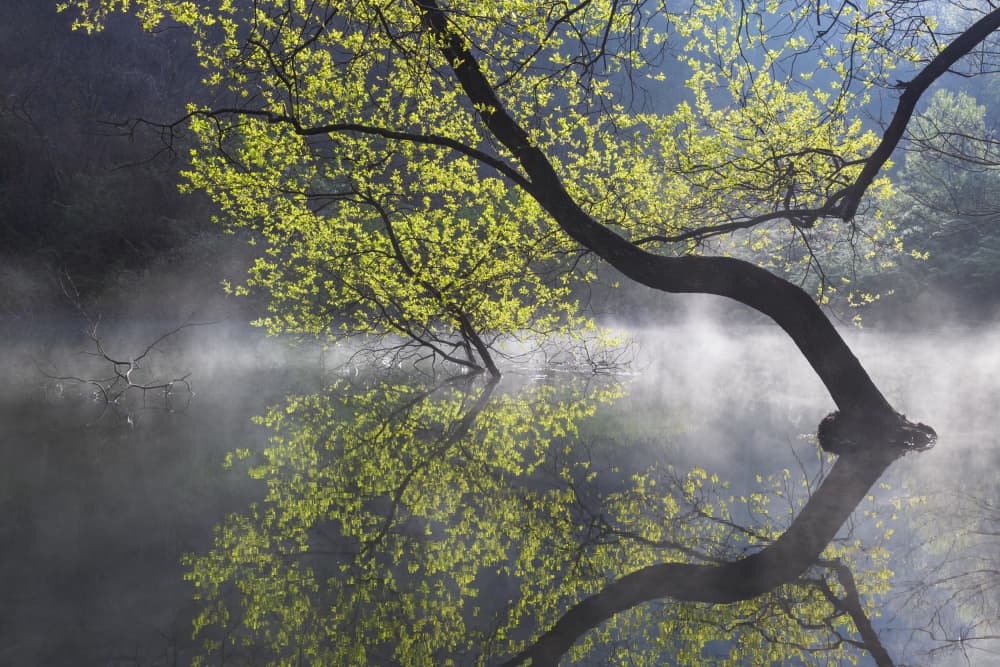 Misty Green Tree Reflection by Jaeyoun Ryu — canvas wall art