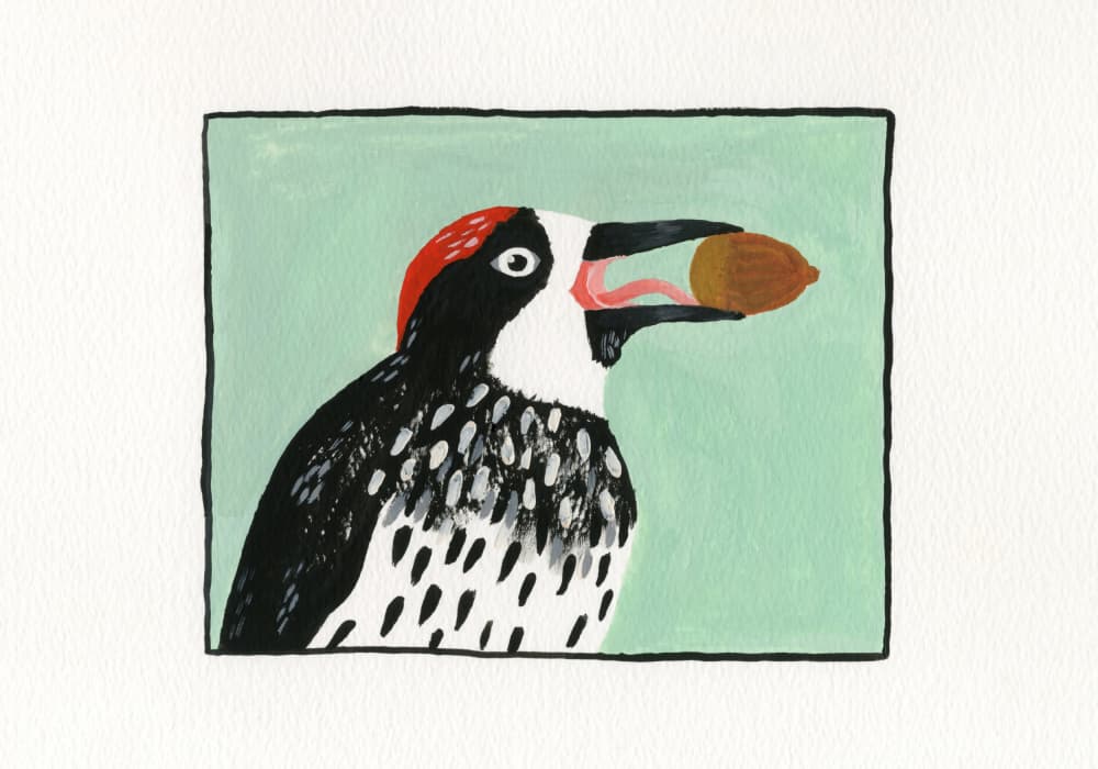 Happy Woodpecker Acorn by Martina Scott — canvas wall art