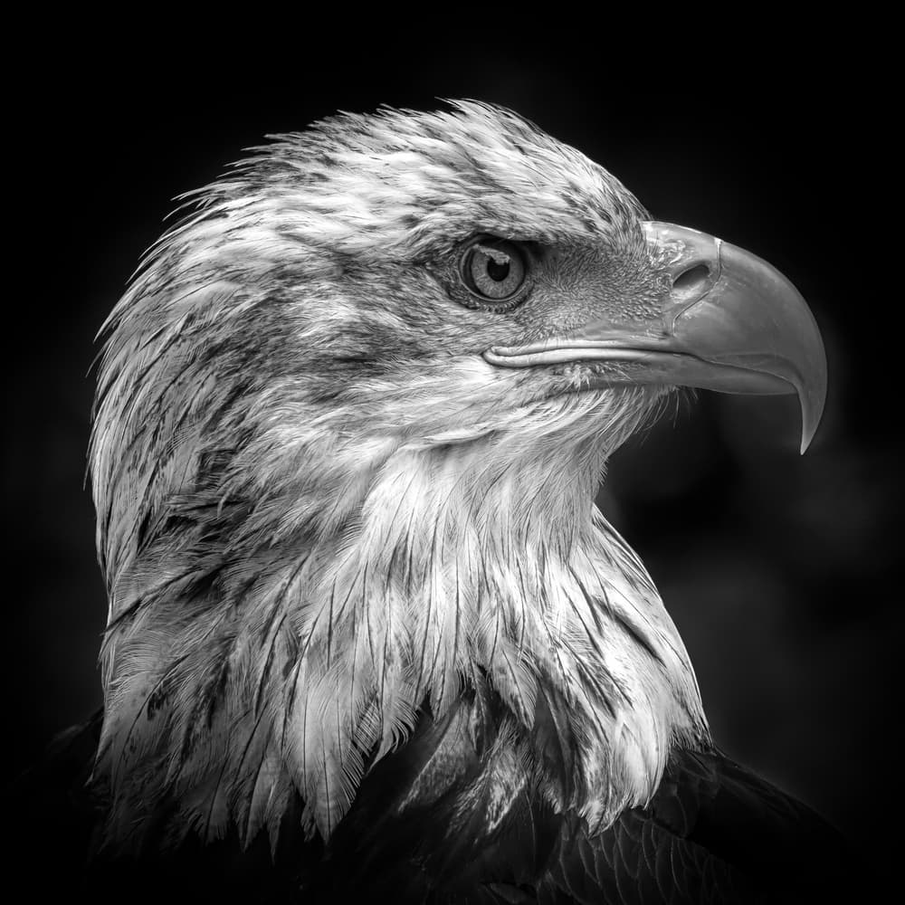 Majestic Bald Eagle by Peter Pfeiffer — canvas wall art