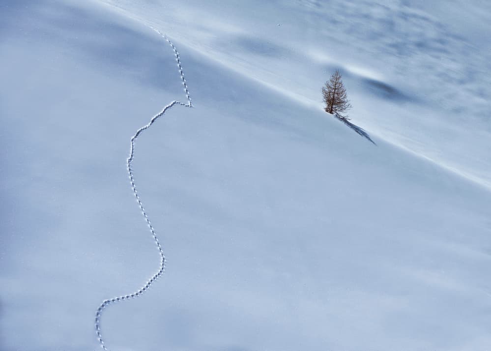 Winter Tree Path by Denis — canvas wall art