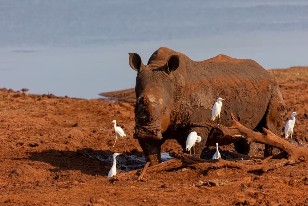 Muddy Rhino and Egrets by Alessandro Catta — canvas wall art