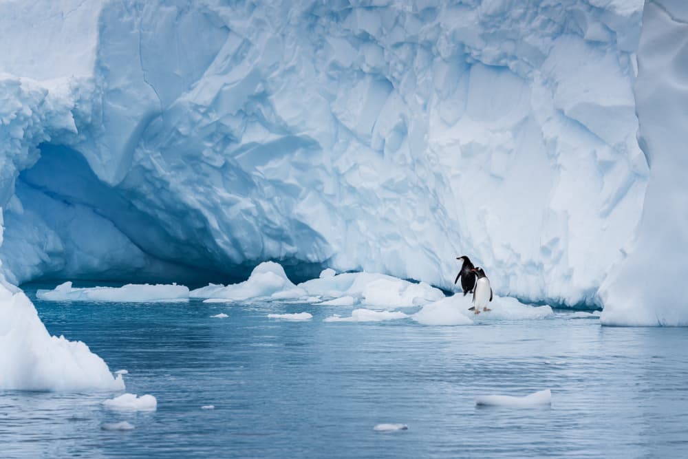 Penguins On Iceberg by Ling Jiang — canvas wall art